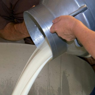 Latte, in Piemonte cresce la produzione ma i prezzi restano sotto i livelli del 2025