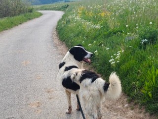Il cane Macchia