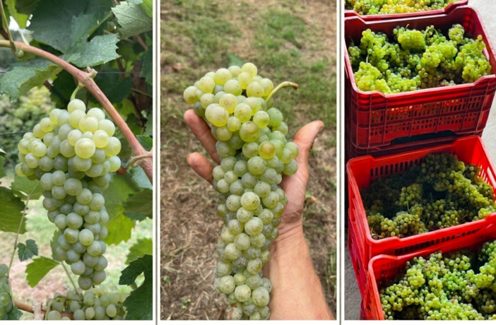 Il Liseiret rinasce tra le colline alte: giovani vignaioli riscrivono il futuro delle Langhe