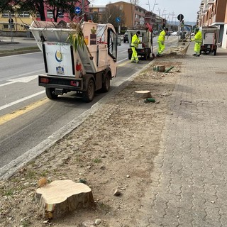 Alba: partiti i lavori in corso Europa, si comincia con il taglio degli alberi [FOTO]