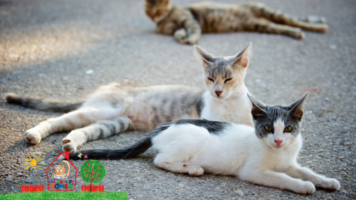 A Cherasco le colonie feline saranno protagoniste di un evento