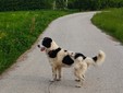 Il cane Macchia