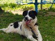 Il cane Macchia
