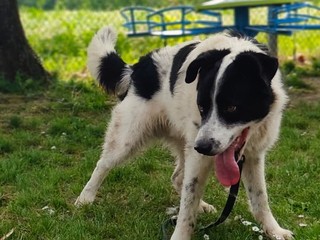 Il cane Macchia