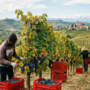 La Regione ha stanziato, nei giorni scorsi, 73 mila euro per sostenere interventi di sistemazione temporanea dei lavoratori agricoli stagionali La Regione ha stanziato, nei giorni scorsi, 73 mila euro per sostenere interventi di sistemazione temporanea dei lavoratori agricoli stagionali