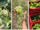 Il Liseiret rinasce tra le colline alte: giovani vignaioli riscrivono il futuro delle Langhe Il Liseiret rinasce tra le colline alte: giovani vignaioli riscrivono il futuro delle Langhe