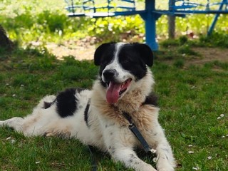 Il cane Macchia