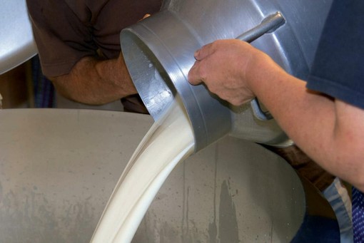 Latte, in Piemonte cresce la produzione ma i prezzi restano sotto i livelli del 2025 Latte, in Piemonte cresce la produzione ma i prezzi restano sotto i livelli del 2025