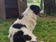 Il cane Macchia