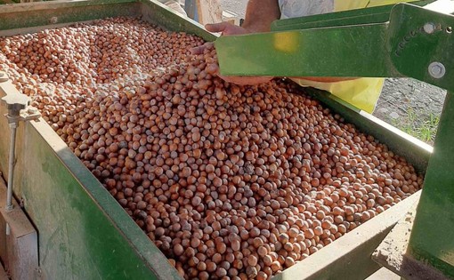 Nocciole, Cia Cuneo: "Il clima presenta il conto, produzione inferiore alle aspettative ma confidiamo nel prezzo" Nocciole, Cia Cuneo: "Il clima presenta il conto, produzione inferiore alle aspettative ma confidiamo nel prezzo"