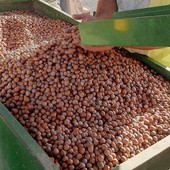Noccioleti e vigneti, preoccupano le difficoltà di due "pilastri" dell’economia agricola di Langhe e Roero