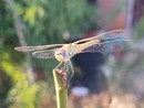 Una libellula Una libellula
