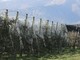 Dalla Regione 5 milioni a 257 aziende agricole per reti antigrandine e interventi antigelo