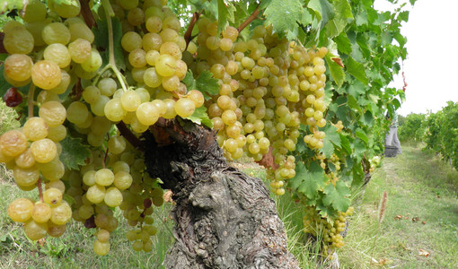 Moscato e Asti, Cia Piemonte e Valle d’Aosta: "Positiva l’intesa su rese e produzione, ora si tuteli il prezzo delle uve"