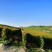 Vigneti di Moscato