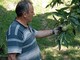 Marco Bellone, castanicoltore e vicepresidente provinciale di Cia Agricoltori italiani di Cuneo, nel castagneto Marco Bellone, castanicoltore e vicepresidente provinciale di Cia Agricoltori italiani di Cuneo, nel castagneto