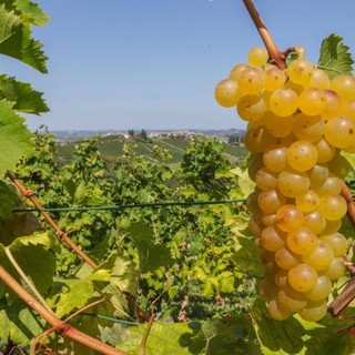 Moscato, Coldiretti Cuneo: "Scongiurato il taglio a 80 quintali"