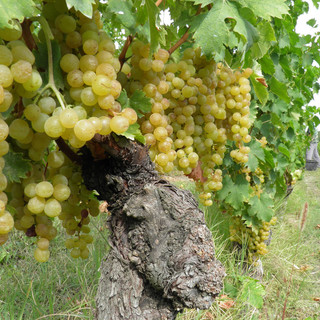 Moscato d’Asti Docg, c'è l'intesa fra mondo produttivo agricolo e industria: resa massima a 85 quintali per ettaro