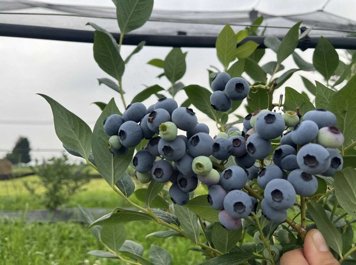 Mirtilli, immagine di repertorio Mirtilli, immagine di repertorio