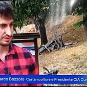 Castanicoltura, Bozzolo (Cia Cuneo) al Tg1: "L’Italia importa oltre metà del fabbisogno, occorre recuperare i castagneti abbandonati" Castanicoltura, Bozzolo (Cia Cuneo) al Tg1: "L’Italia importa oltre metà del fabbisogno, occorre recuperare i castagneti abbandonati"