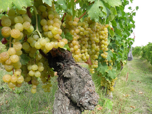 Moscato e Asti, Cia Piemonte e Valle d’Aosta: "Positiva l’intesa su rese e produzione, ora si tuteli il prezzo delle uve"