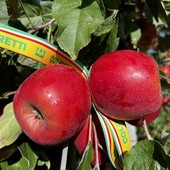 Mele, stagione della raccolta al via. Produzione in lieve crescita ma il caldo anticipa i tempi Mele, stagione della raccolta al via. Produzione in lieve crescita ma il caldo anticipa i tempi