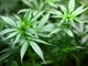 Trovato con otto piante di marijuana alte quasi due metri e mezzo chilo di stupefacente: arrestato 54enne a Moretta