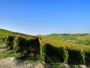 Coordinamento Terre del Moscato, Varrone (Cia Cuneo): "Bene la ripresa delle attività, la crisi va affrontata partendo da chi produce l'uva" Coordinamento Terre del Moscato, Varrone (Cia Cuneo): "Bene la ripresa delle attività, la crisi va affrontata partendo da chi produce l'uva"