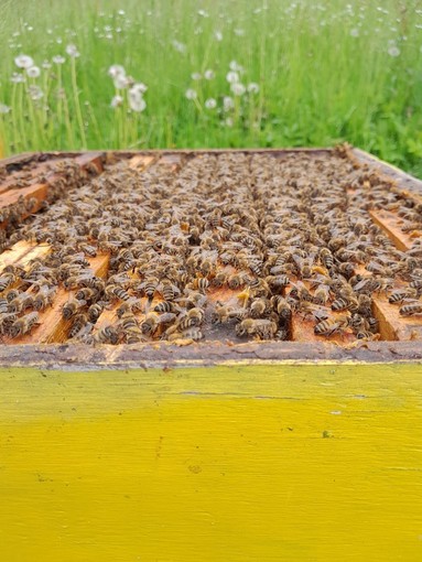 Apicoltura in crisi: in Piemonte perse quasi 35 mila colonie. In Granda sono attivi 1.700 apicoltori