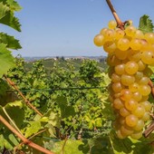Moscato, Coldiretti Cuneo: "Scongiurato il taglio a 80 quintali"