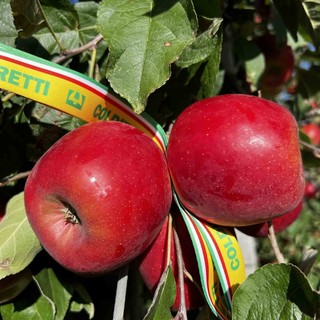 Mele, stagione della raccolta al via. Produzione in lieve crescita ma il caldo anticipa i tempi Mele, stagione della raccolta al via. Produzione in lieve crescita ma il caldo anticipa i tempi