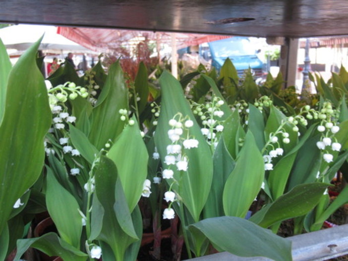 Il mughetto, fiore simbolo del 1° Maggio