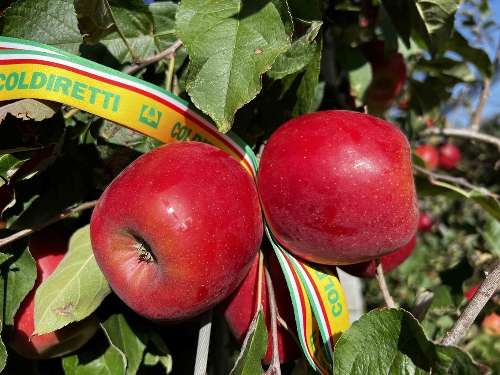 Mele, stagione della raccolta al via. Produzione in lieve crescita ma il caldo anticipa i tempi Mele, stagione della raccolta al via. Produzione in lieve crescita ma il caldo anticipa i tempi