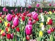 Dal castello di Pralormo ad Alba, i tulipano donati da Messer Tulipano stanno fiorendo in città: un messaggio di speranza e fiducia