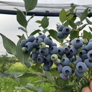 Mirtilli, immagine di repertorio