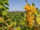 Moscato, Coldiretti Cuneo: "Scongiurato il taglio a 80 quintali"