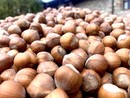 Meteo e cascola: giorni decisivi per la nocciola Piemonte Igp Meteo e cascola: giorni decisivi per la nocciola Piemonte Igp