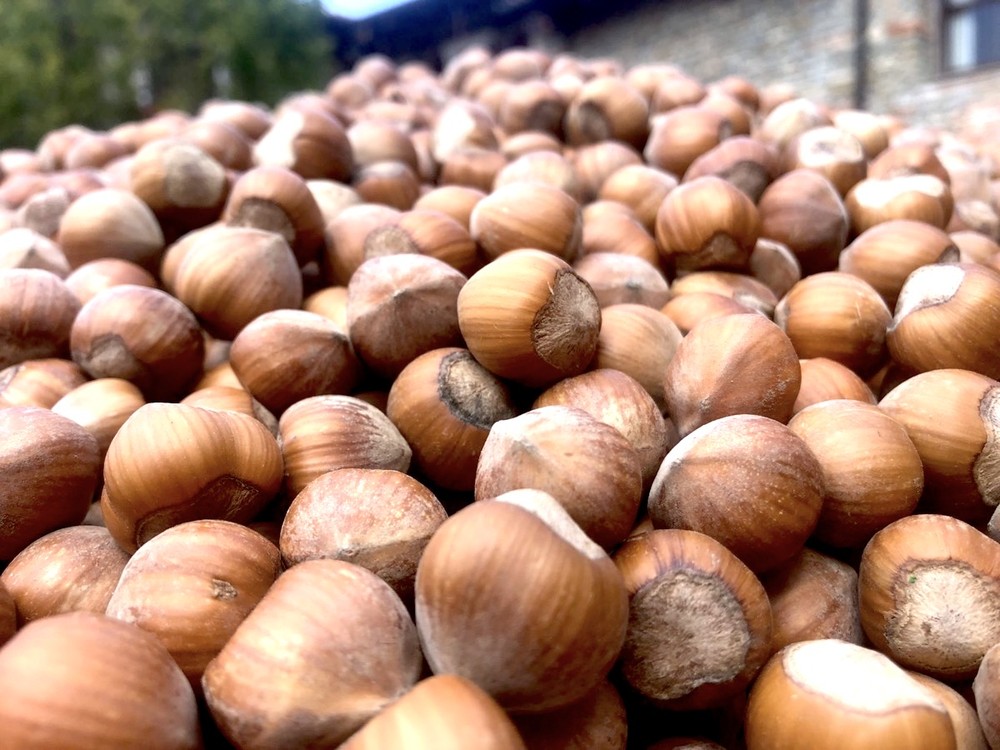 Clima estremo e corilicoltura: la ricetta in 4 punti di Coldiretti per salvare le nocciole