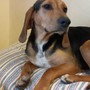 QUATTROZAMPE - Ha trovato casa Nina, la cagnolina ritrovata dalla Polizia Locale di Vignolo nel Parco Fluviale Gesso e Stura