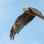 Nibbio bruno in volo (foto di Enrico Ruggeri)