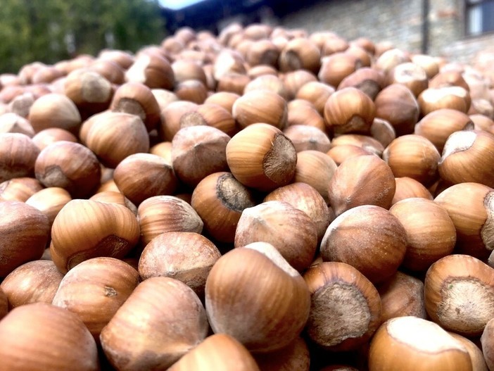 Quale futuro per la nocciola?