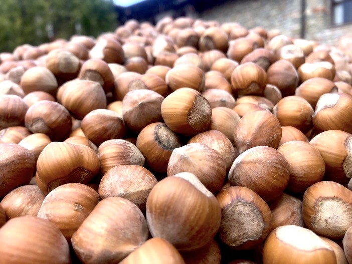 Noccioleti sotto pressione: a Cortemilia un confronto sui cambiamenti climatici e il futuro della Tonda Gentile Noccioleti sotto pressione: a Cortemilia un confronto sui cambiamenti climatici e il futuro della Tonda Gentile