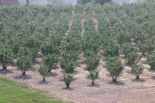 Crisi noccioleti, Cia Cuneo chiede alla Regione un bando per rinnovare gli impianti e massima attenzione alla ricerca