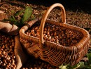 La nocciola piemontese IGP delle Langhe - fotografia dell'Ente Fiera della Nocciola La nocciola piemontese IGP delle Langhe - fotografia dell'Ente Fiera della Nocciola