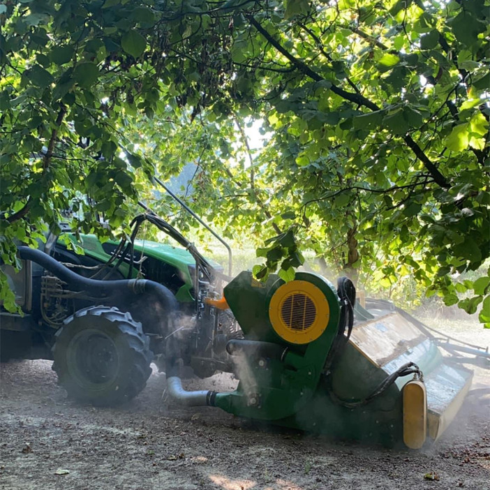 Raccolta anticipata anche per le nocciole. L'appello di Confagricoltura: “Il mercato riconosca il valore del prodotto” Raccolta anticipata anche per le nocciole. L'appello di Confagricoltura: “Il mercato riconosca il valore del prodotto”