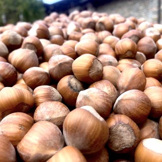 Clima estremo e corilicoltura: la ricetta in 4 punti di Coldiretti per salvare le nocciole