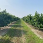 Nocciole, Coldiretti cuneo: "Con l'avvio della raccolta, inviate in Regione le proposte per il settore"