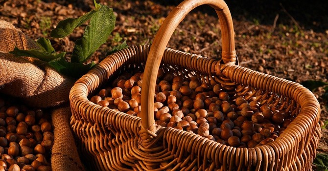 Foto di repertorio - (credit Ente Fiera della Nocciola)