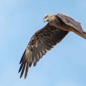 Nibbio bruno in volo (foto di Enrico Ruggeri)
