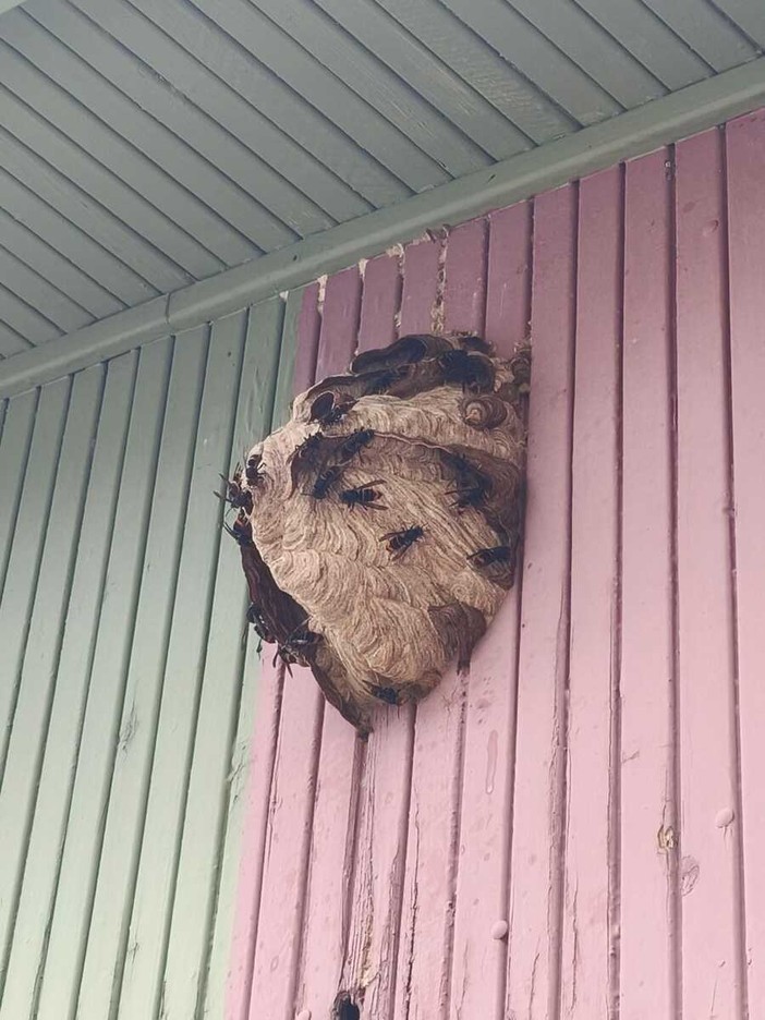 Il nido di vespe velutine trovato a Limone Piemonte a 1400 metri Il nido di vespe velutine trovato a Limone Piemonte a 1400 metri
